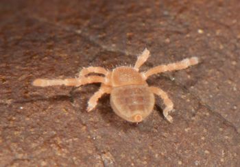 Media type: image;   Invertebrate Zoology 136532